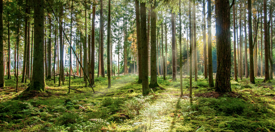 Sonnenstrahlen scheinen durch die Bäume in einem grünen, moosbedeckten Nadelwald