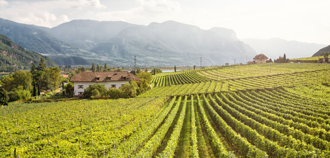 Weinberg am Kalterer See in Südtirol