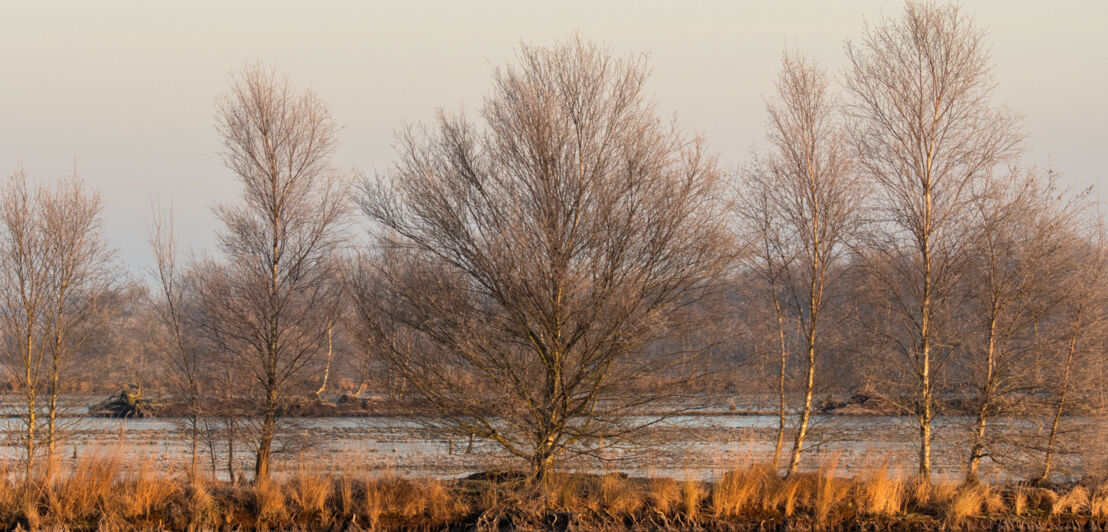 Blätterlose Bäume in einem Hochmoor