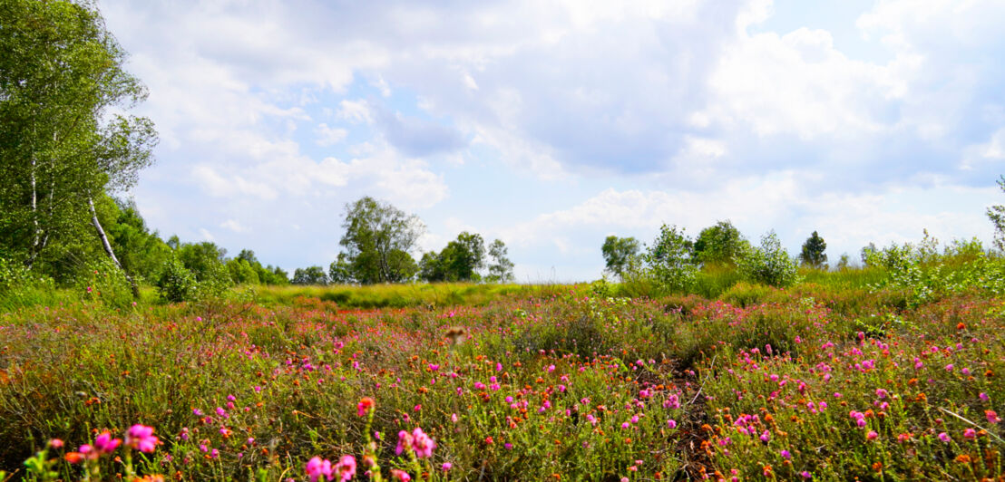 Das Diepholzer Moor im Frühling