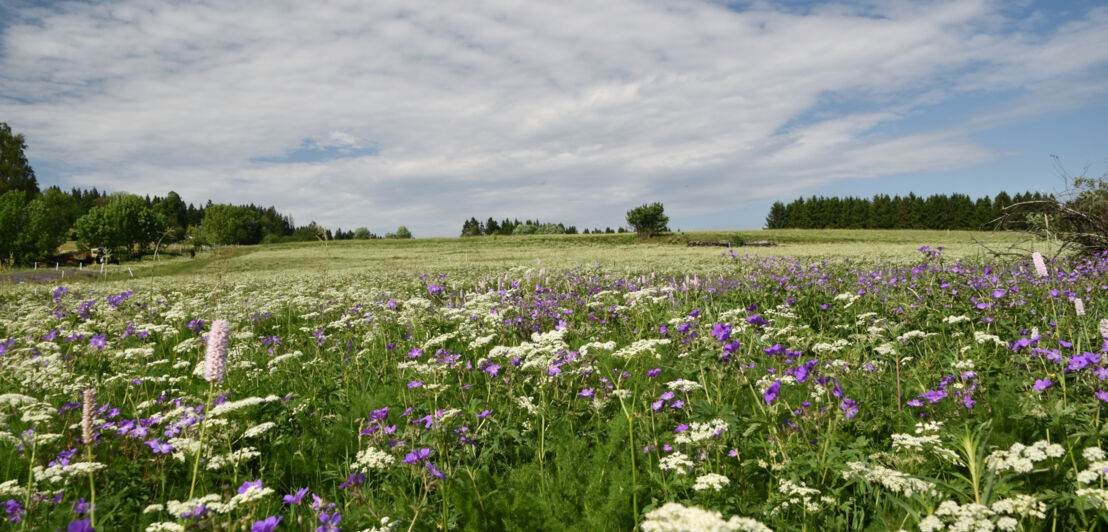 Eine blühende Wiese, im Hintergrund Wald