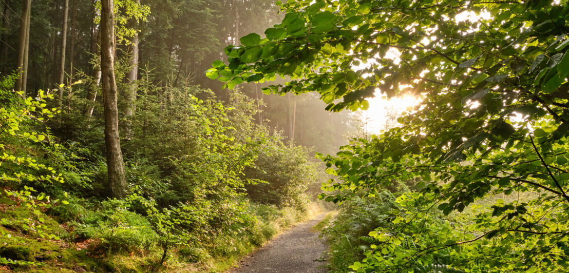 Wanderweg im Wald