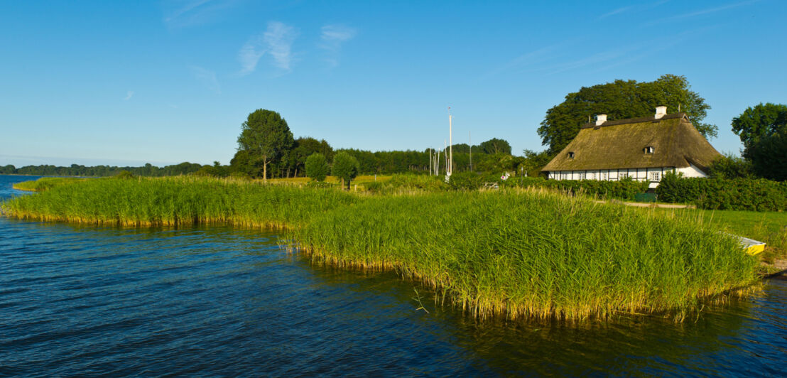 Ein Reetdachhaus an einem See, am Ufer Schilf