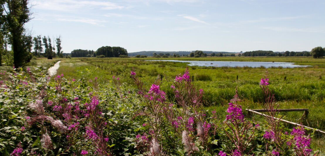 Eine große Wiese mit Blumen, Bäumen und einem kleinen See