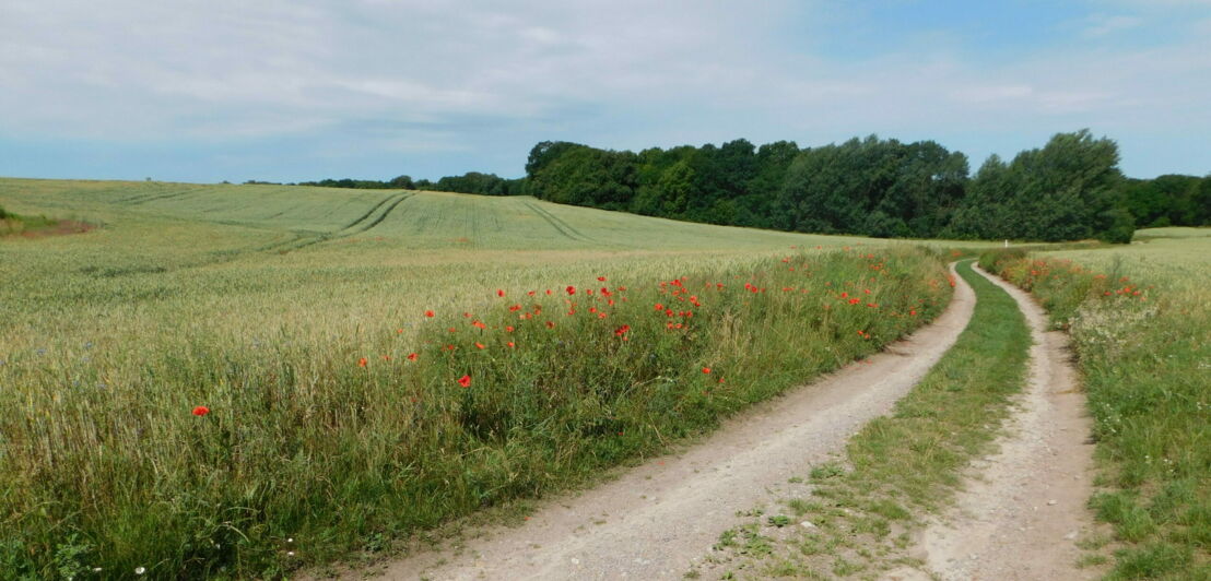 Feldweg, im Hintergrund ein Wald