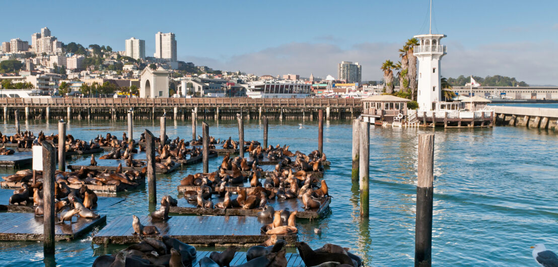 Eine Seelöwenkolonie vor Fisherman's Wharf