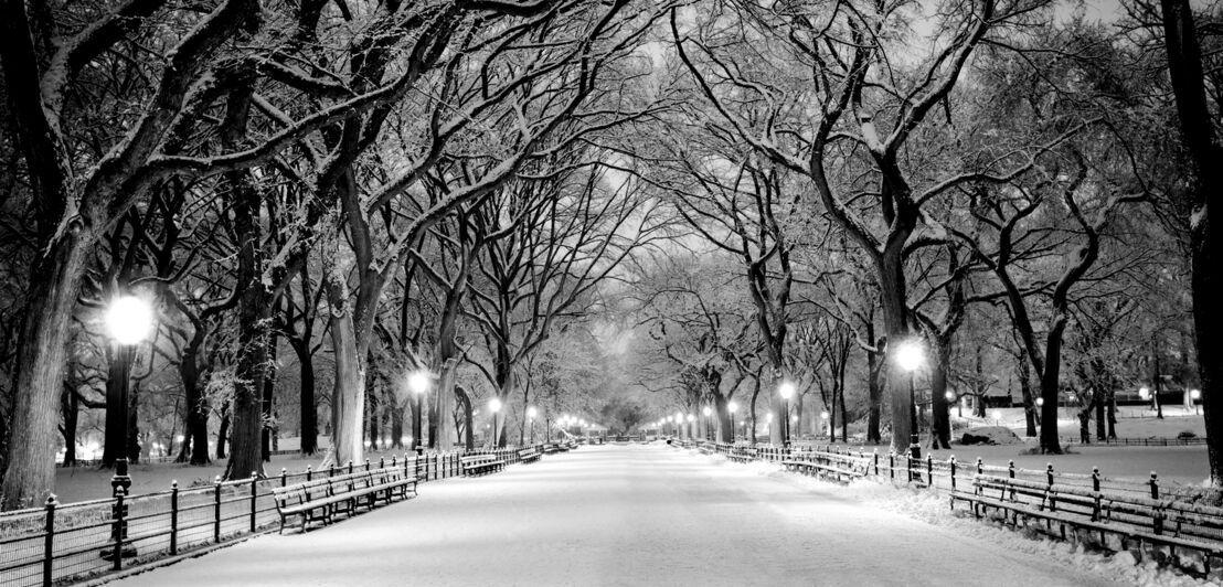 Eine verschneite Allee in einem Park, zu beiden Seiten Straßenlaternen