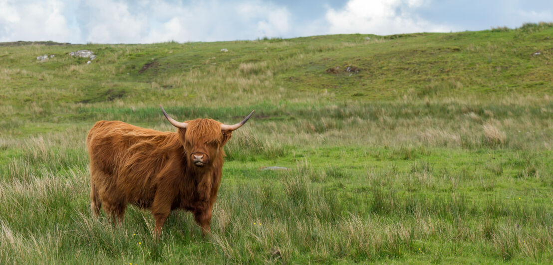 Ein Galloway Rind auf einer großen Wiese