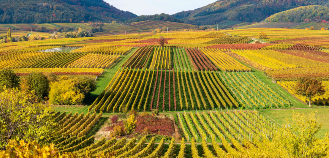 Blick auf Weinberge in der Pfalz