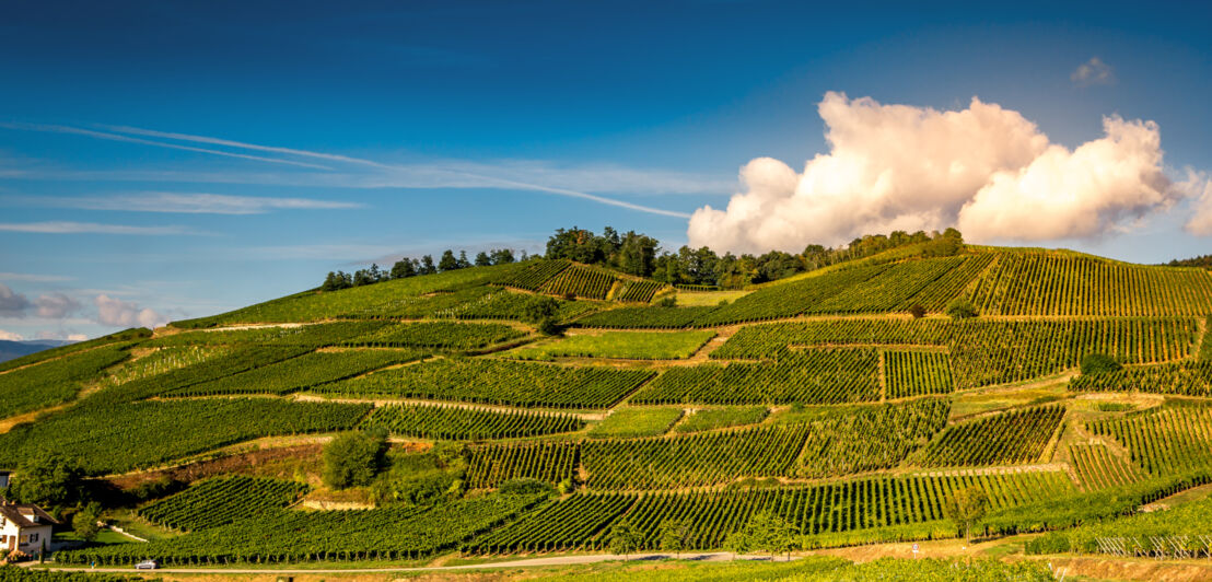 Eine Straße am Fuße eines Weinberges.