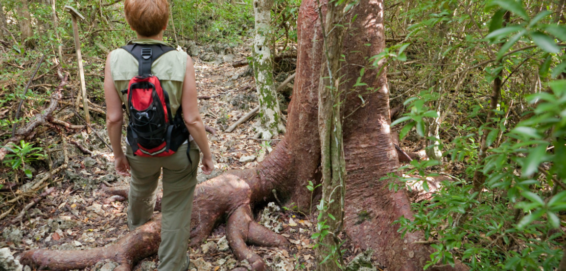 Rückansicht einer Person neben einem großen Baum in einem wild gewachsenen Wald