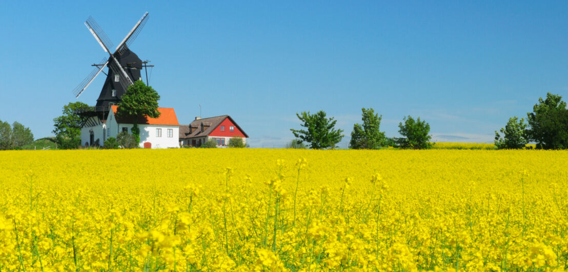 Ein Rapsfeld mit Mühle und Gehöft