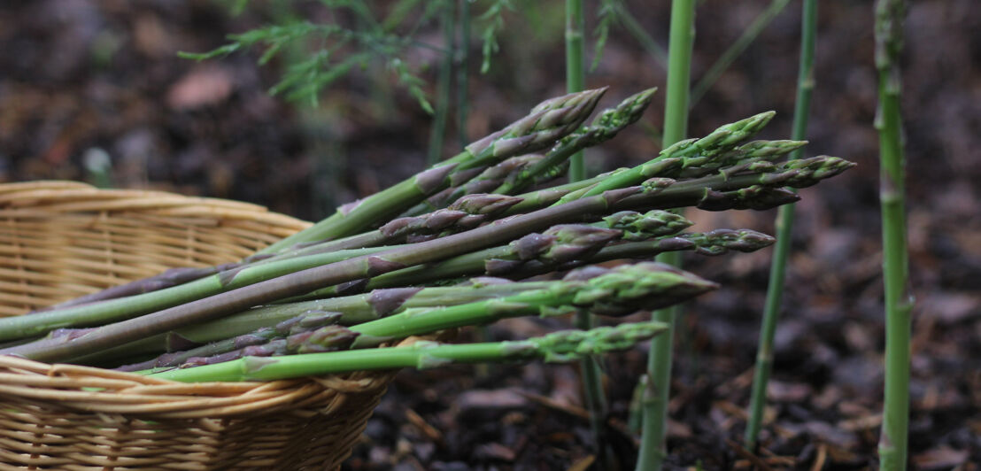 Mehrere Stangen violetter Spargel auf einem Feld