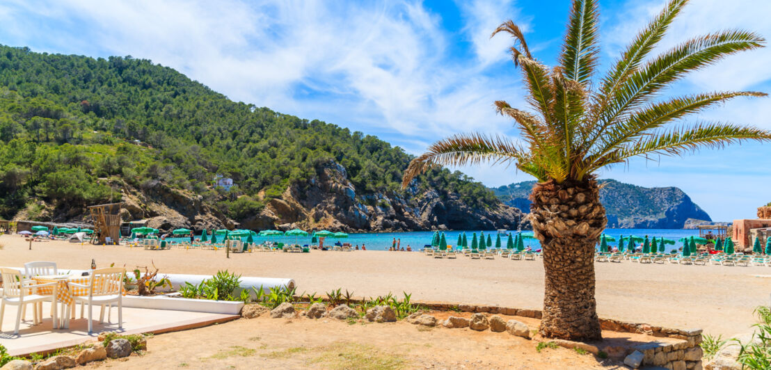 Ein Strand mit Palme und pinienbewachsenen Hügeln