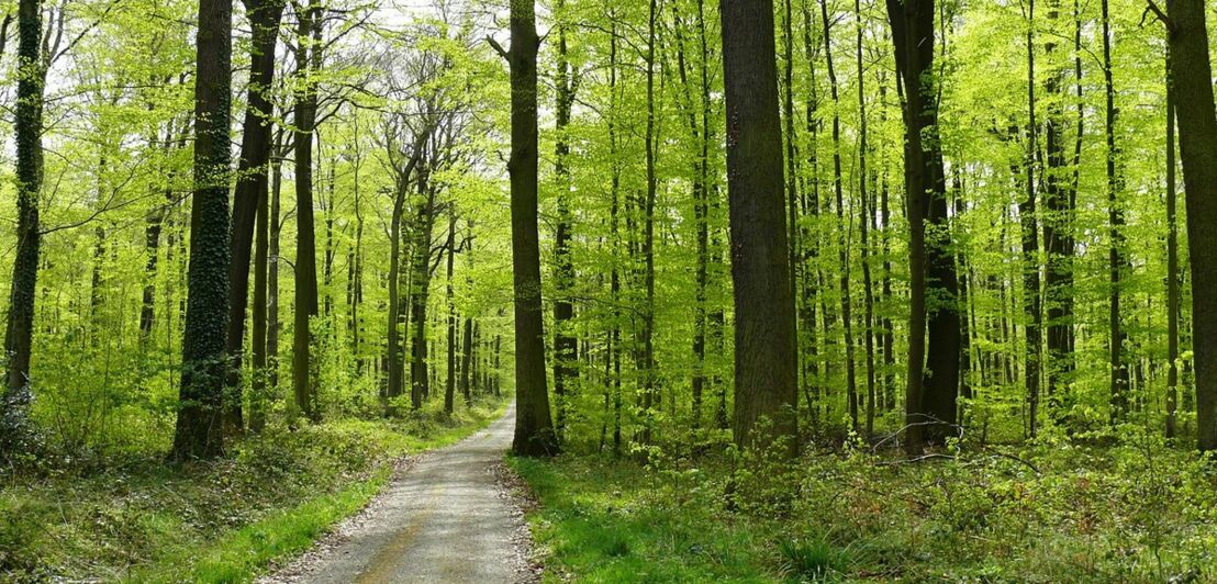 Ein Weg durch einen Wald