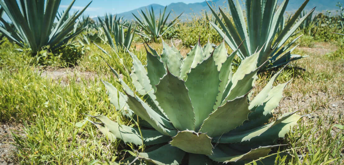 Wildwachsende Agavenpflanzen in Oaxaca