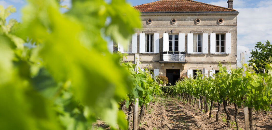 Historischer Gutshof mit Weinberg im Vordergrund