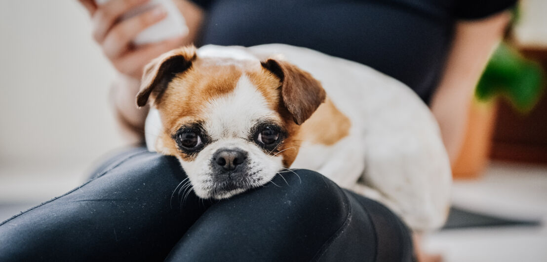 Ein Hund liegt auf dem Schoß einer jungen Frau