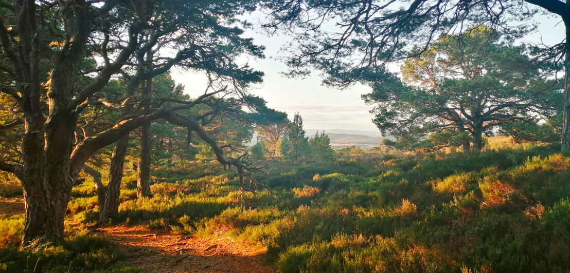 Ein Weg durch einen Wald