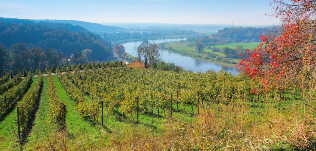 Ein Weinberg an einem Fluss