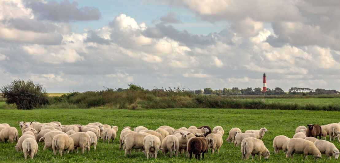 Schafherde auf einer Wiese auf Pellworm