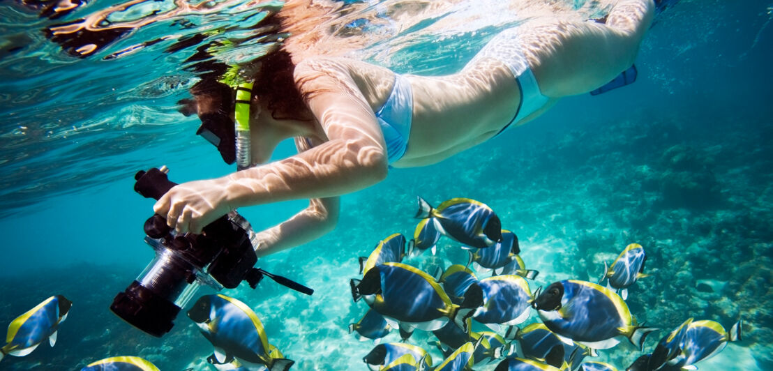 Eine Frau schnorchelt und hält dabei eine Kamera in der Hand, unter ihr ist ein Schwarm exotischer Fische.