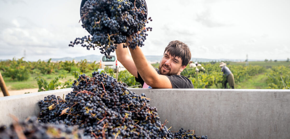 Weinlese in einem biodynamischen Weingut