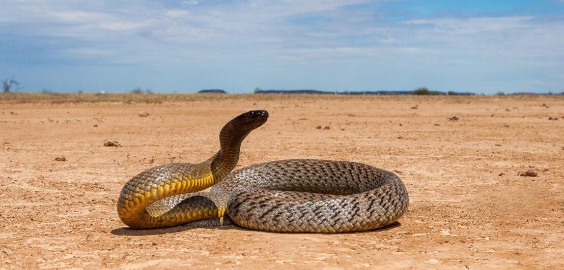 Inlandtaipan im Outback Australiens