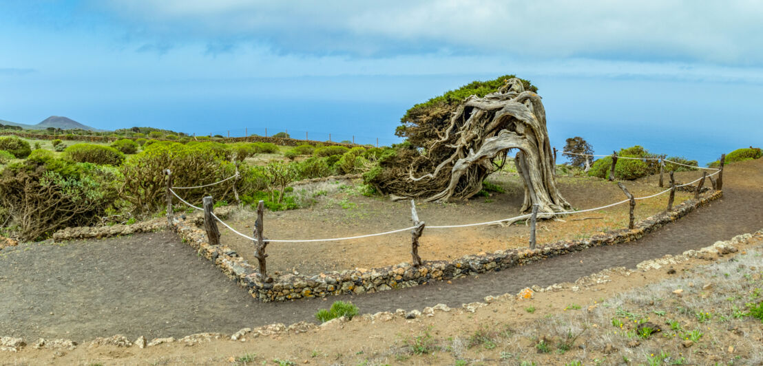 Knorriger Wacholderbaum an Wanderroute auf El Hierro