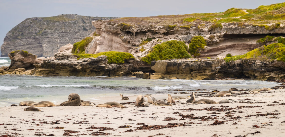 Seelöwen, die sich am Strand ausruhen