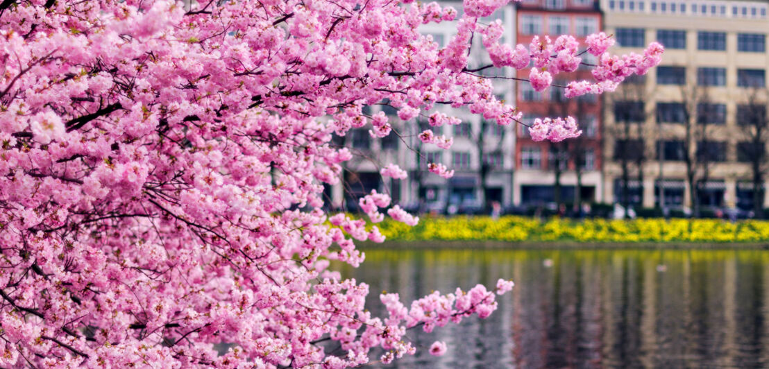 Ein blühender japanischer Kirschbaum an der Alster in Hamburg.