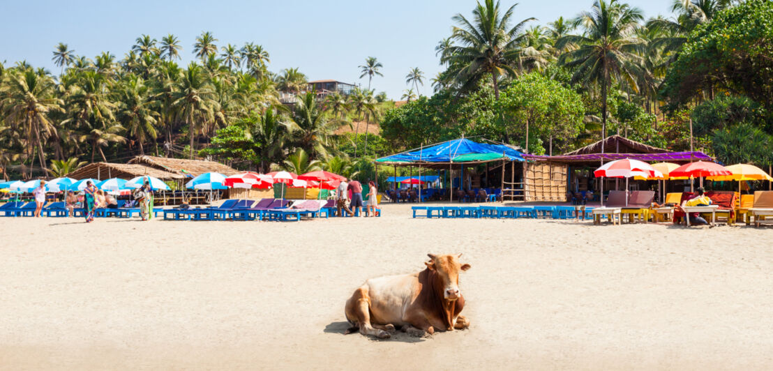 Kuh am Strand