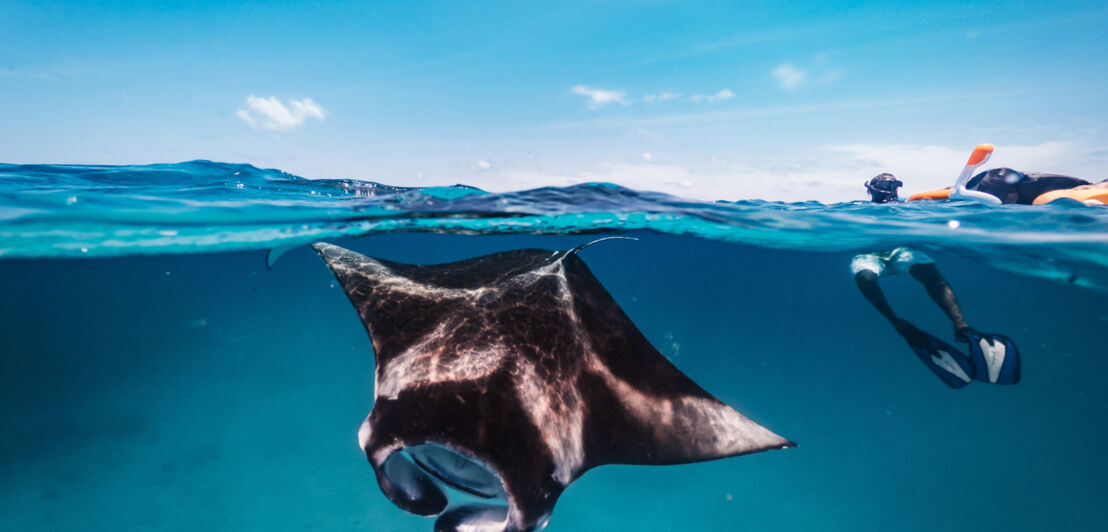 Mantarochen und eine schorchelnde Person im Wasser