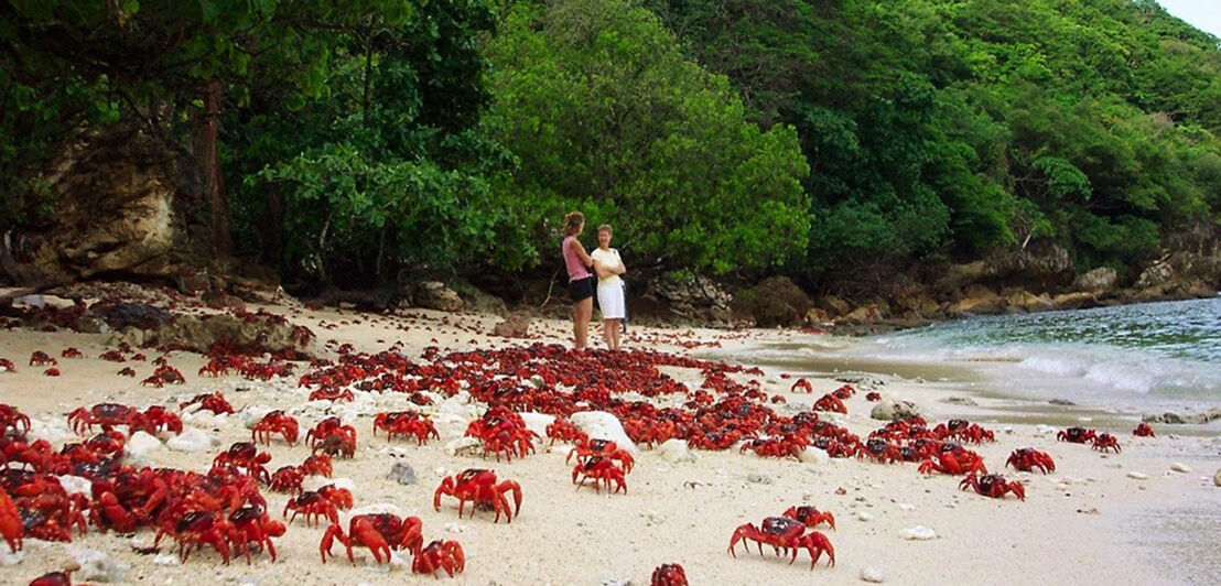 Zwei Frauen stehen an einem Sandstrand mit etlichen roten Krabben