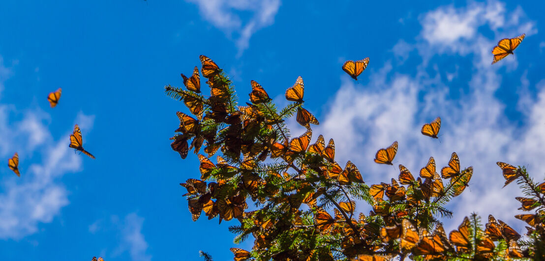 Nahaufnahme eines Baumastes mit zahlreichen schwarz-orangenen Schmetterlingen