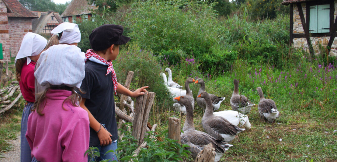 Eine Gruppe Kinder in Trachtenkleidung füttern Gänse auf einer Wiese in einem Freilichtmuseum mit alten Fachwerkhäusern