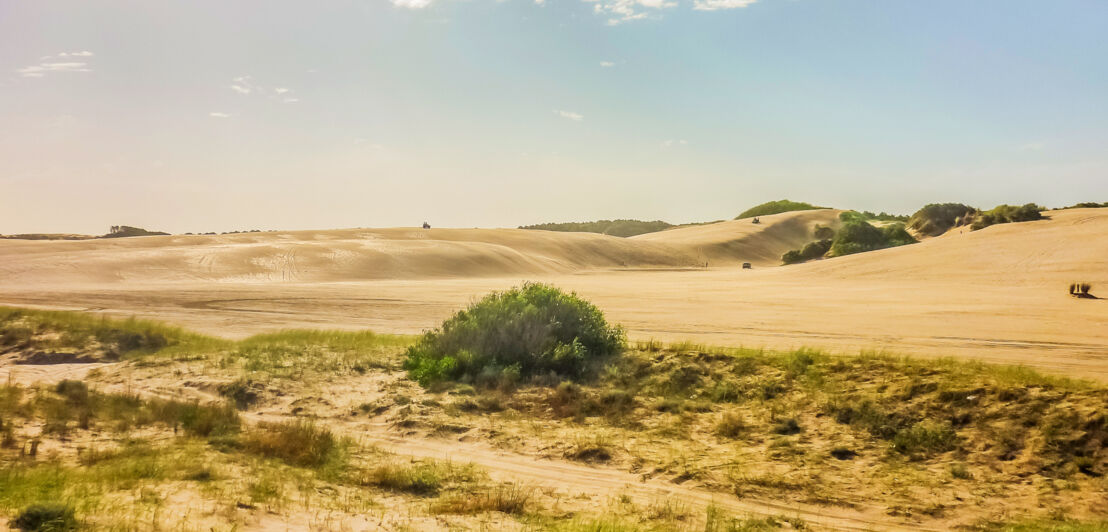 Eine menschenleere Dünenlandschaft, stellenweise mit Gras und Sträuchern bewachsen