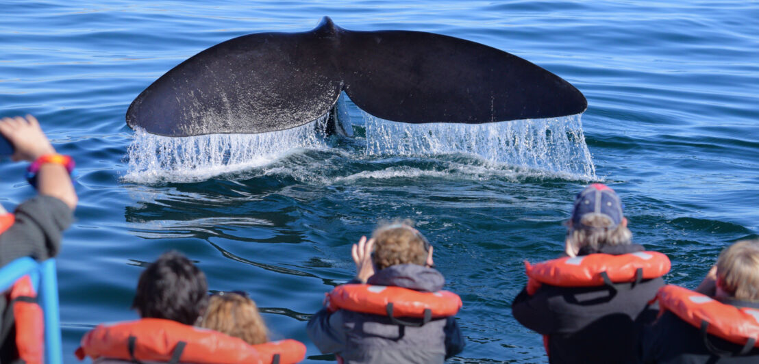 Eine Touristengruppe mit Schwimmwesten auf einem Boot beobachtet die Flosse eines Glattwals im Wasser