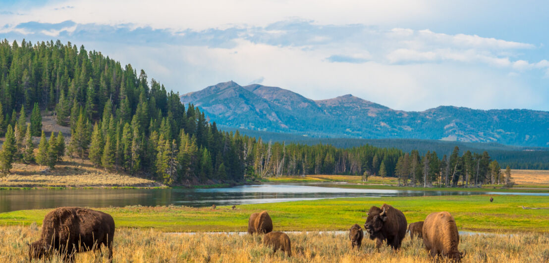 Mehrere Bisons grasen an einem Flussufer vor Bergpanorama