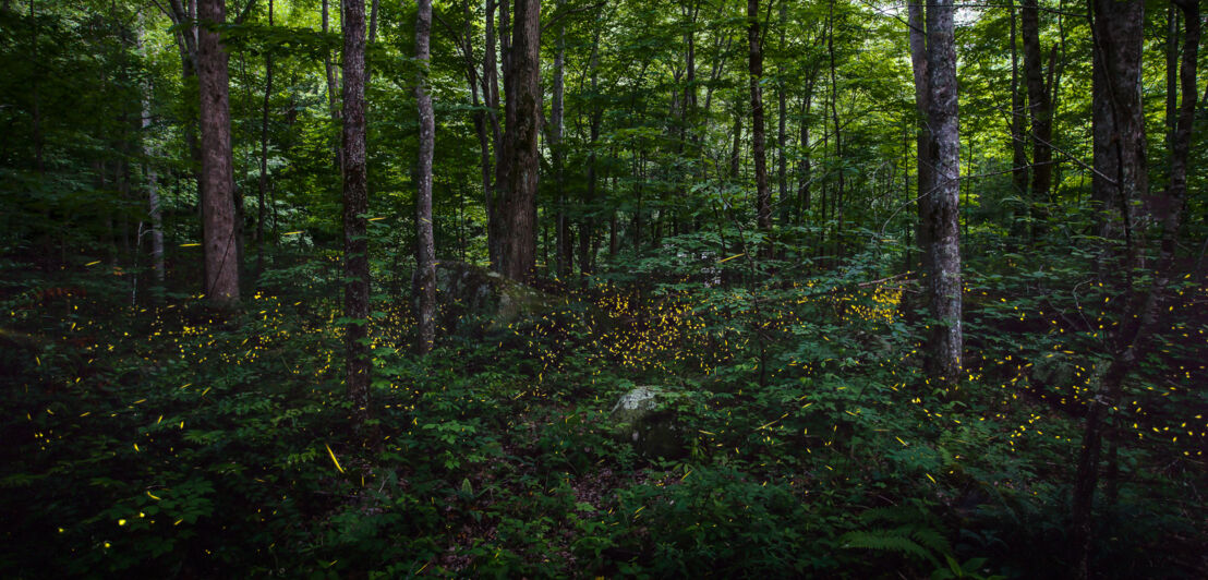 Eine Waldlandschaft mit zahlreichen leuchtenden Glühwürmchen.