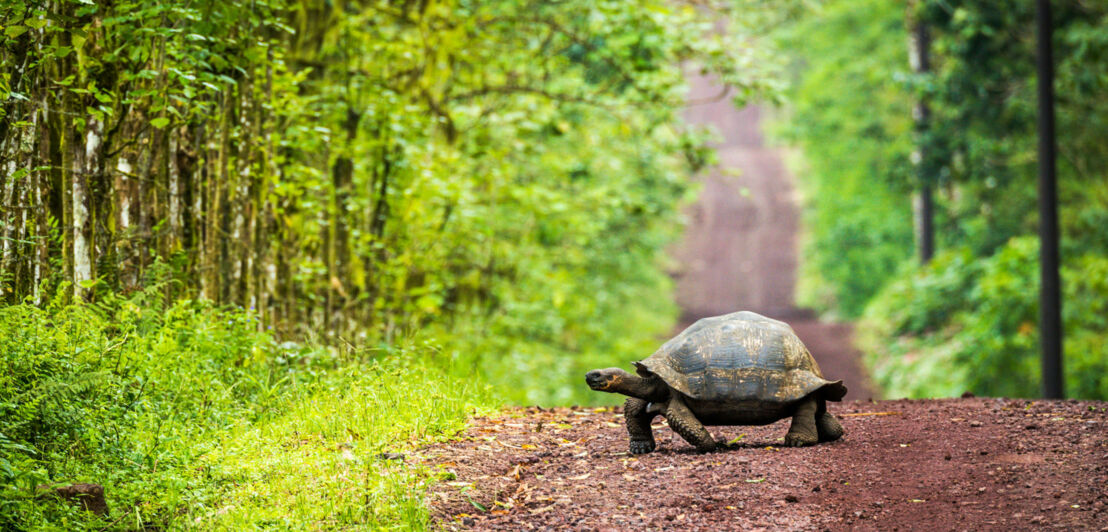 Riesenschildkröte kreuzt einen Weg im Regenwald auf einer der Galapagosinseln.