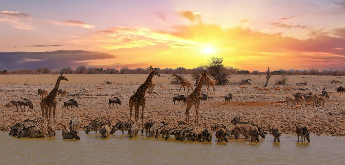 Giraffen und Zebras an einem Wasserloch in der Steppe bei Sonnenuntergang.