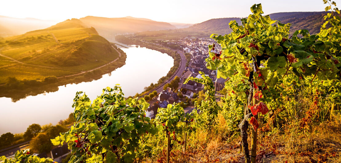 Blick auf die Mosel mit Weinreben im Vordergrund bei Sonnenaufgang.