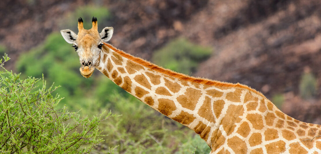 Porträt einer Giraffe mit waagerecht gehaltenem Hals.