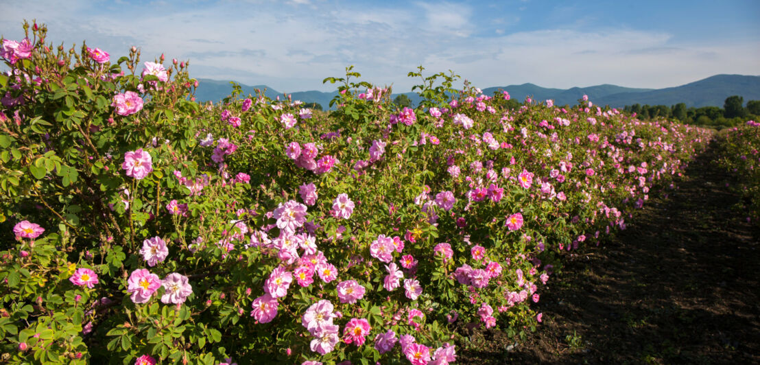 Rosa Rosen an Sträuchern auf einem Feld unter blauem Himmel bei Sonnenschein.