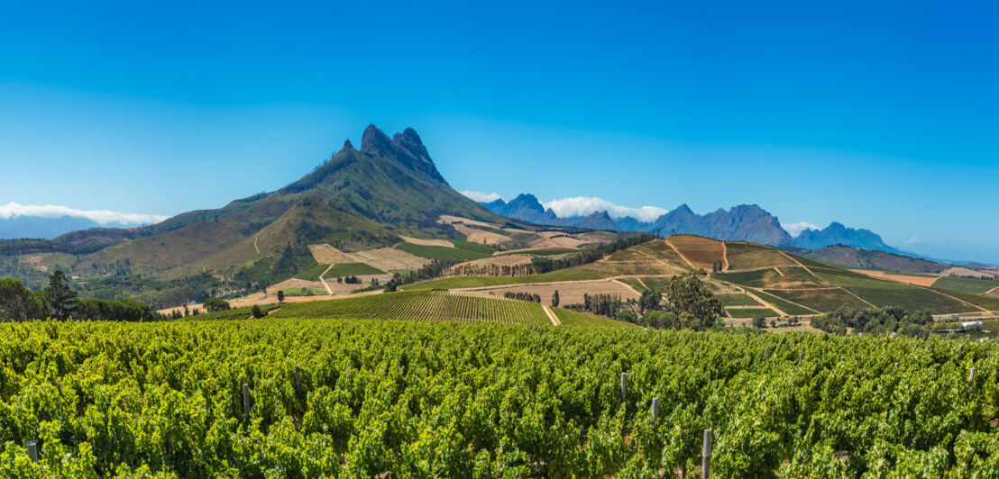 Grüne Weinberge in einer hügeligen Landschaft unter blauem Himmel.