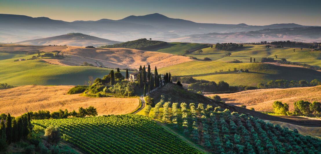Mediterrane Landschaft mit grünen Hügeln und Weinbergen im warmen Sonnenlicht am Abend. Mediterrane Landschaft mit grünen Hügeln und Weinbergen im warmen Sonnenlicht am Abend.