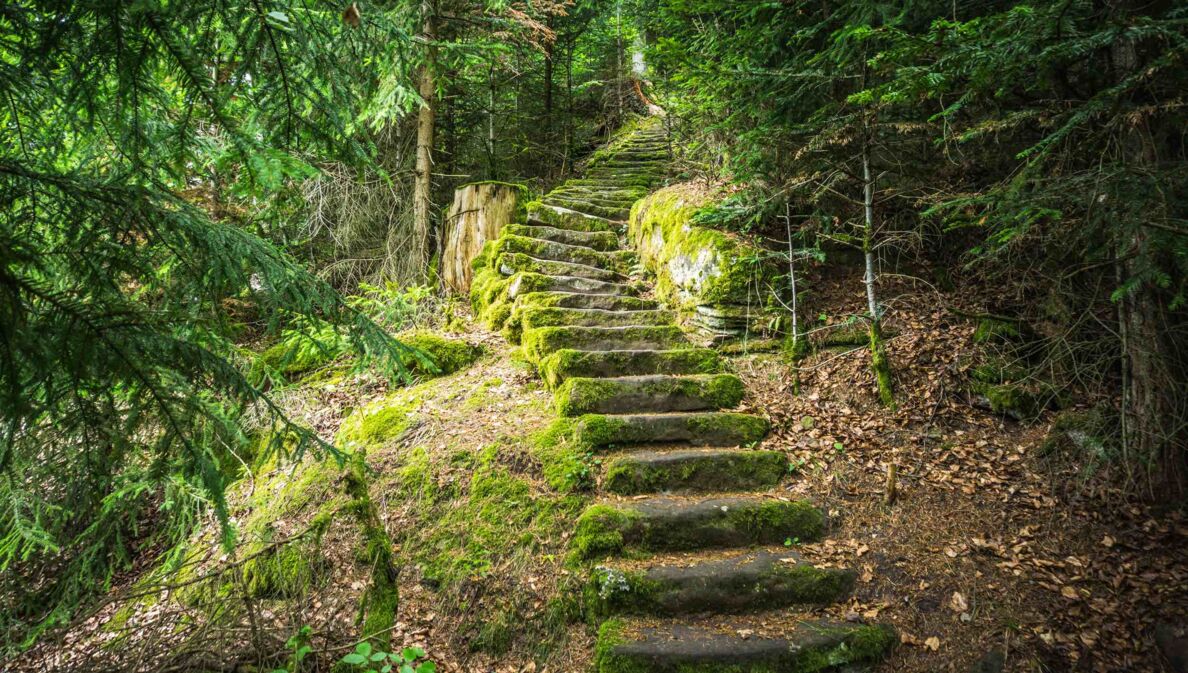 Steile, moosbewachsene Steintreppe im Wald