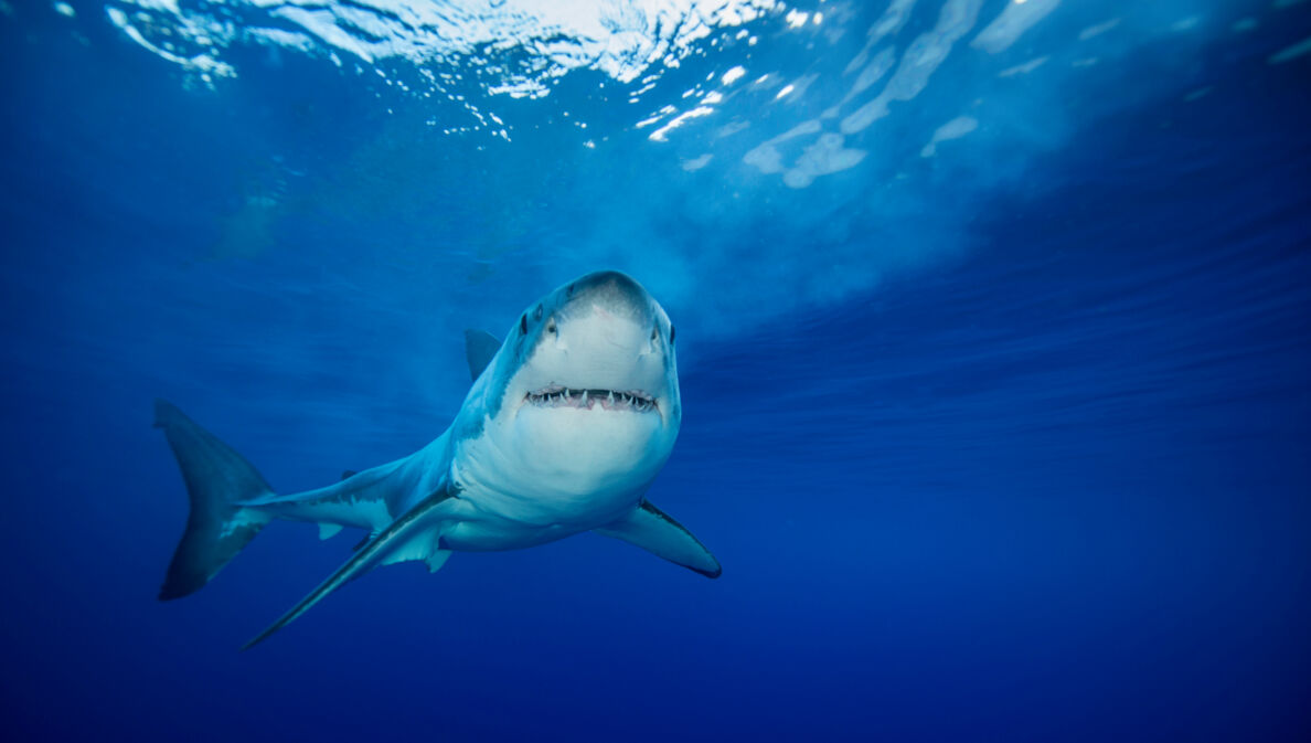 Ein Hai schwimmt im blauen Wasser und schaut frontal in die Kamera