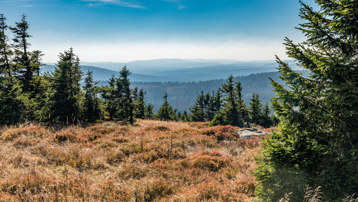 Harzlandschaft, der Brocken